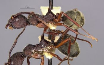 Media type: image;   Entomology 21168 Aspect: habitus lateral view